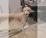Small #1 Mutt