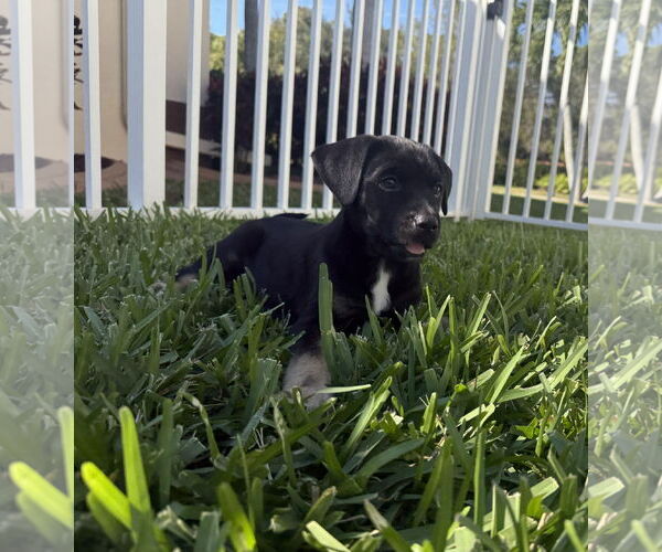 Medium Photo #4 Mutt Puppy For Sale in Royal Palm Beach, FL, USA