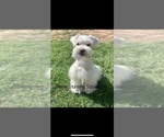 Small Photo #1 Schnauzer (Miniature) Puppy For Sale in LUBBOCK, TX, USA