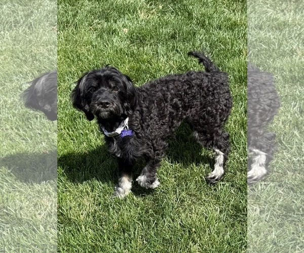 Medium Photo #7 Poodle (Miniature)-Unknown Mix Puppy For Sale in Cookeville, TN, USA