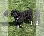 Small #6 Poodle (Miniature) Mix