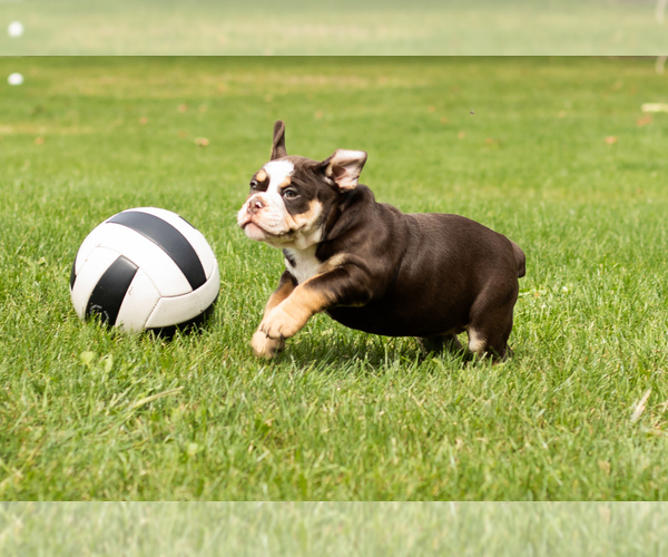 Medium Photo #4 English Bulldog-Olde English Bulldogge Mix Puppy For Sale in MILFORD, IN, USA