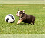 Small #3 English Bulldog-Olde English Bulldogge Mix