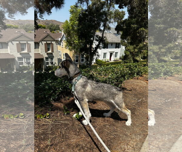 Medium Photo #2 - Mix Puppy For Sale in Menifee, CA, USA