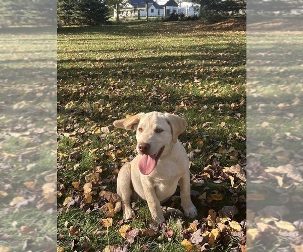 Medium Photo #18 Labrador Retriever Puppy For Sale in FREDERICKSBG, OH, USA