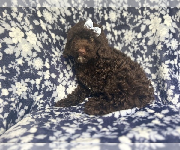 Medium Photo #7 Cock-A-Poo Puppy For Sale in LAKELAND, FL, USA
