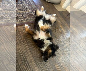 Australian Shepherd Dogs for adoption in Dallas, TX, USA