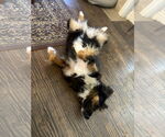 Small Australian Shepherd