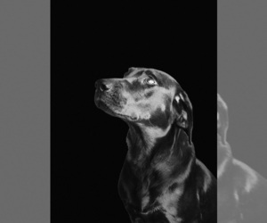 Mother of the Labrador Retriever puppies born on 10/15/2025