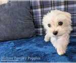 Small #7 Maltese