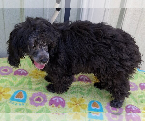 Medium Photo #1 Maltipoo (Miniature) Puppy For Sale in Mountain View, MO, USA