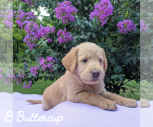 Labradoodle-Poodle (Standard) Mix Puppy for sale in LINDEN, TN, USA