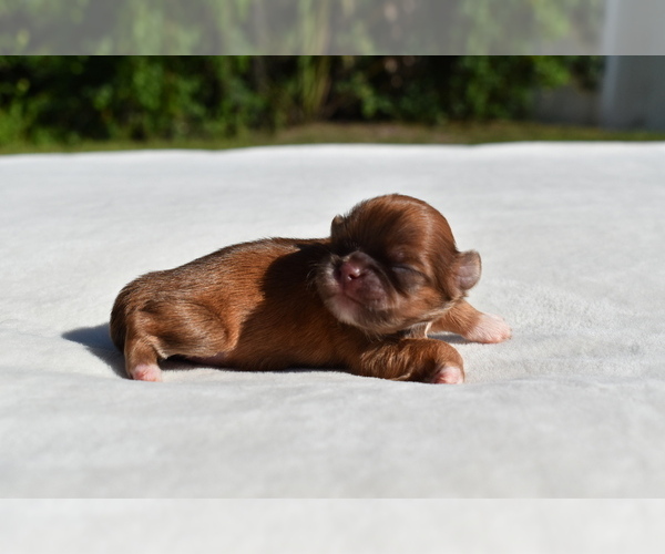 Medium Photo #1 Shih Tzu Puppy For Sale in PALM COAST, FL, USA