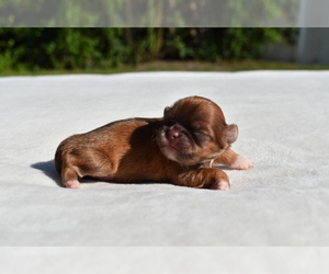 Shih Tzu Puppy for sale in PALM COAST, FL, USA