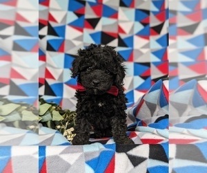 Poodle (Miniature) Puppy for Sale in KIRKWOOD, Pennsylvania USA