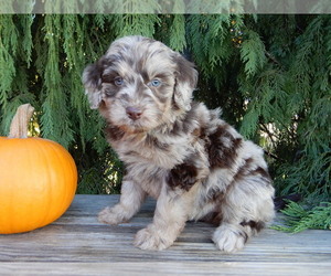 Labradoodle Puppy for sale in MILLERSBURG, OH, USA