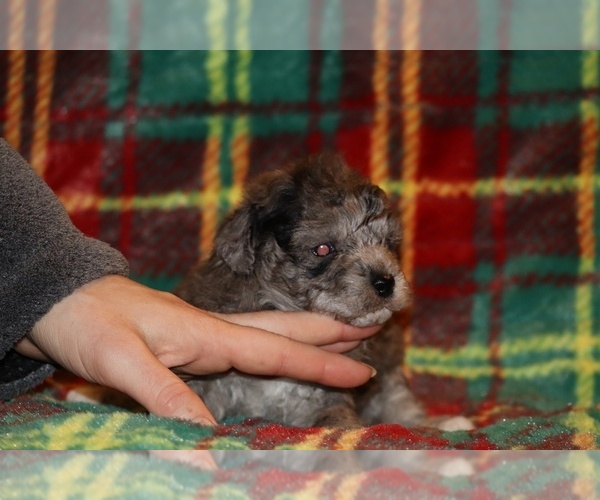 Medium Photo #10 Poodle (Toy) Puppy For Sale in DYERSBURG, TN, USA
