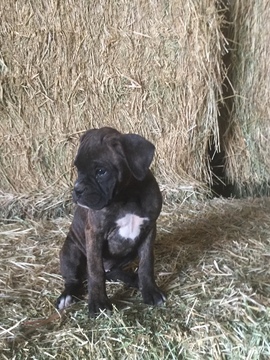 Medium Photo #11 Boxer Puppy For Sale in AFTON, WY, USA
