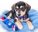 Tank - Male Beagle-Unknown Mix Dog for Adoption - Small photo