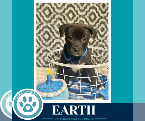Medium Photo #4 Labrador Retriever-Unknown Mix Puppy For Sale in Kimberton, PA, USA