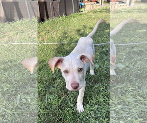 Labrador Retriever-Unknown Mix Dogs for adoption in pomfret, CT, USA