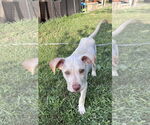 Small Labrador Retriever Mix