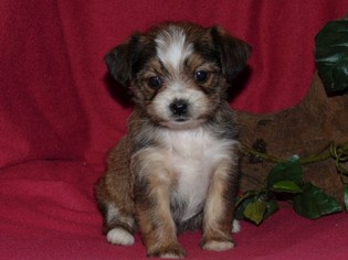 Shorkie Tzu Puppy for sale in HARTFORD, AR, USA