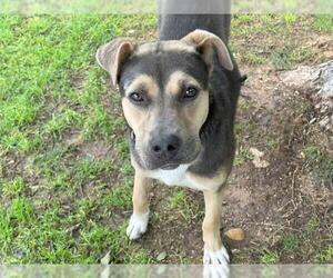 Mutt Dogs for adoption in Waco, TX, USA