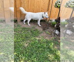 Small #2 white german shepherd Mix
