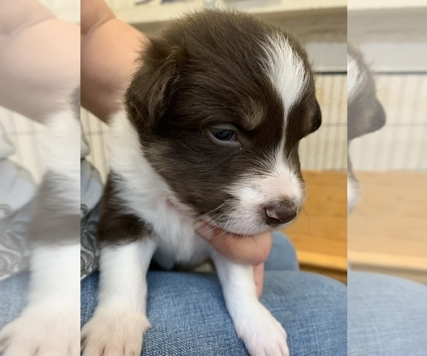 Medium Photo #2 Border Collie Puppy For Sale in MADILL, OK, USA