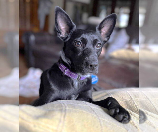 Medium Photo #2 Mutt Puppy For Sale in Boonton, NJ, USA