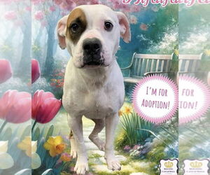 Boxer-Unknown Mix Dogs for adoption in Westwood, NJ, USA