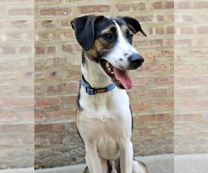 Stanley - Male Siberian Husky-Unknown Mix Dog for Adoption - Photo #3
