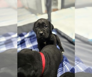 Cane Corso Puppy for sale in ANCHORAGE, AK, USA