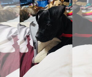 Tootsie Roll - Male Staffordshire Bull Terrier-Unknown Mix Dog for Adoption - Photo #9