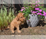 Puppy Rosey Goldendoodle (Miniature)