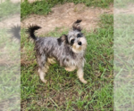 Small #2 Mutt