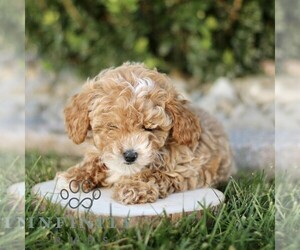 Goldendoodle (Miniature) Puppy for sale in BIRD IN HAND, PA, USA