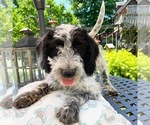 Puppy 2 Poodle (Standard)-Wirehaired Pointing Griffon Mix