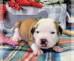 Puppy Sage Collar Alapaha Blue Blood Bulldog