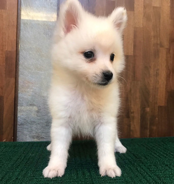 Medium Photo #4 Japanese Spitz Puppy For Sale in SAN FRANCISCO, CA, USA