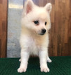 Small Photo #4 Japanese Spitz Puppy For Sale in SAN FRANCISCO, CA, USA