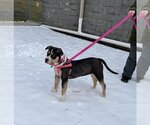 Small Photo #2 American Staffordshire Terrier Puppy For Sale in Sayreville, NJ, NJ, USA