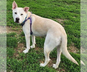 Golden Retriever-Unknown Mix Dogs for adoption in Walnutport, PA, USA