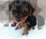 Small Photo #5 Yorkshire Terrier Puppy For Sale in CARTHAGE, TX, USA