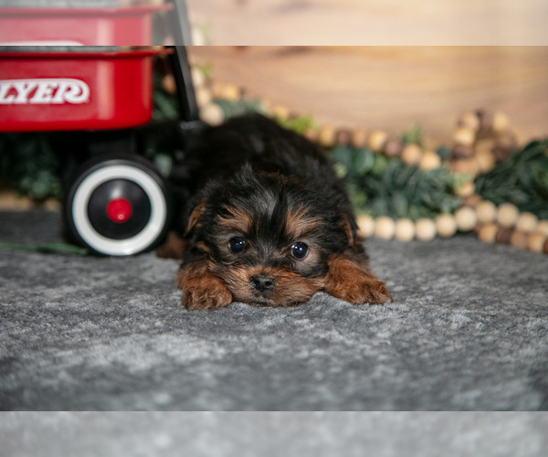 Medium Photo #15 Yorkshire Terrier Puppy For Sale in BERNE, IN, USA