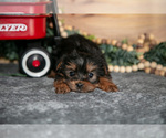 Small #1 Yorkshire Terrier