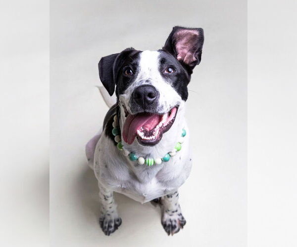 Medium Photo #8 Lab-Pointer Puppy For Sale in Raleigh, NC, USA