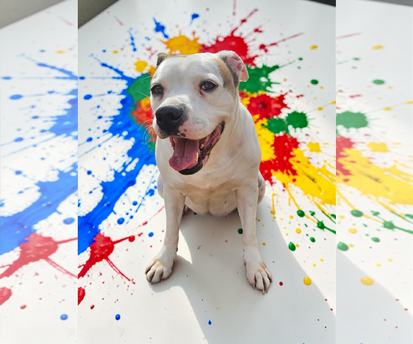 Medium Photo #35 Bullboxer Pit Puppy For Sale in McKinney, TX, USA