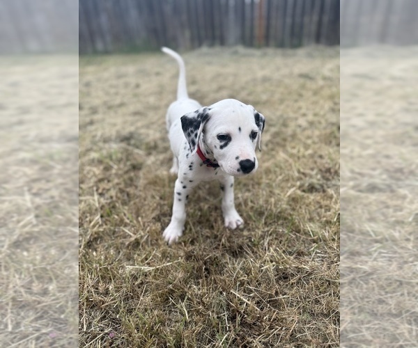 Medium Photo #4 Dalmatian Puppy For Sale in FORT WORTH, TX, USA